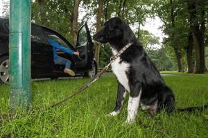 Hunde werden ausgesetzt oder schlimmeres