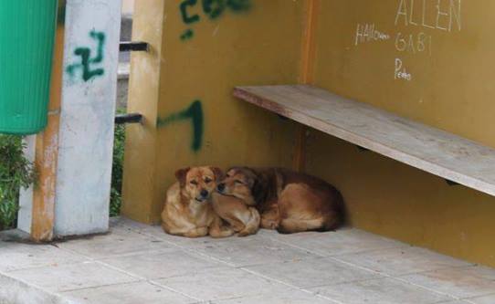 Kiko und Cookie