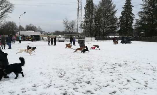 Streetdogs-Wanderung 2019