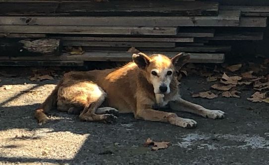 Murphy – zum Sterben zurückgelassen